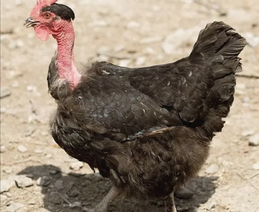 яйце інкубаційне домінант голоший NN 753