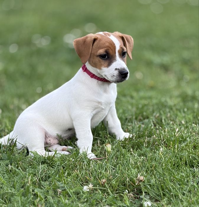 Jack Russell Terrier –  suczka Jaga