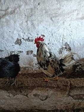 Sprzedam koguty czystej rasy