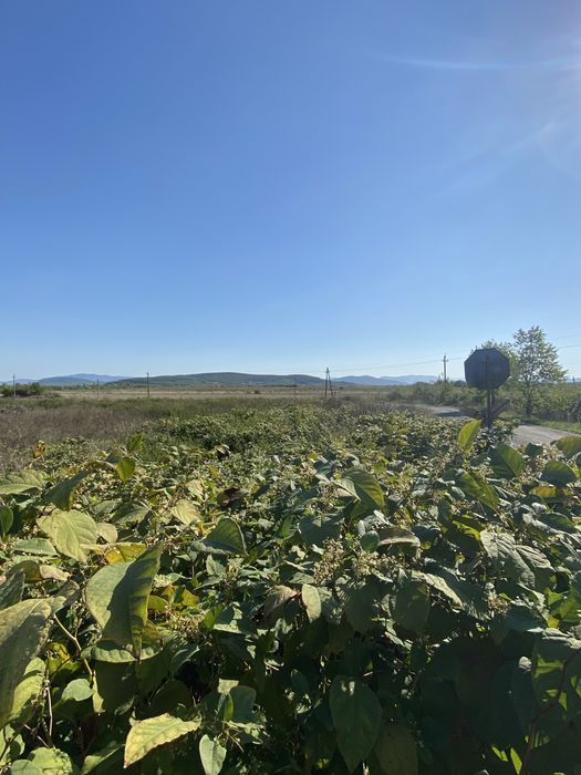 Продам будинок у передмісті Виноградів