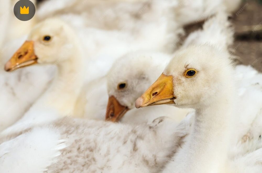 odchowane gęsi białe kołudzkie 2 tygodniowe