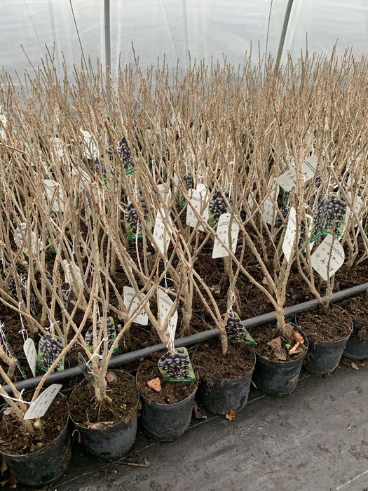 Porzeczka i Agrest Krzak i Na Pniu