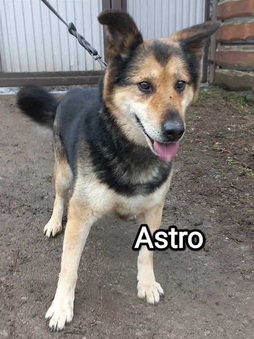 Duży pies w typie owczarka szuka domu