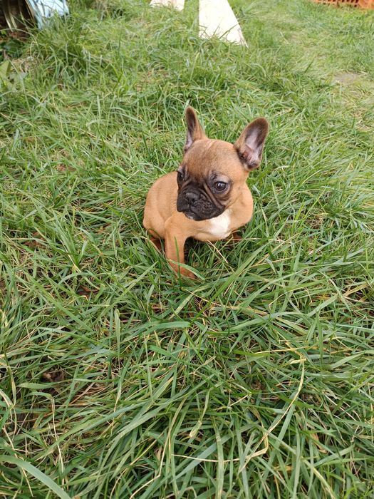 Bulldog francês menina/ menino