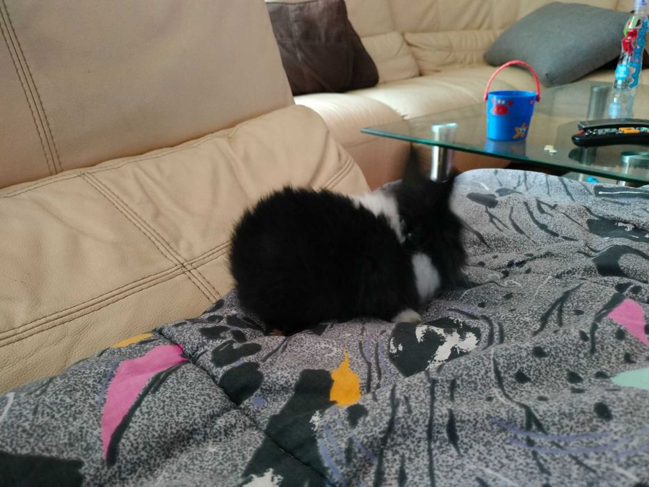 Królik miniaturka króliczki młode śliczne