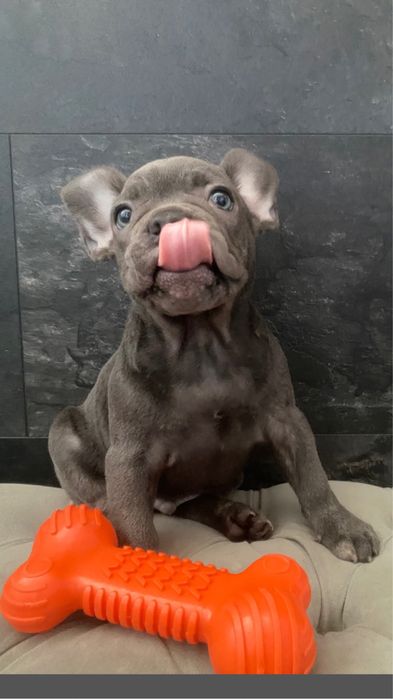 Ніжний хлопчик,блакитний французський бульдог, ліпший друг