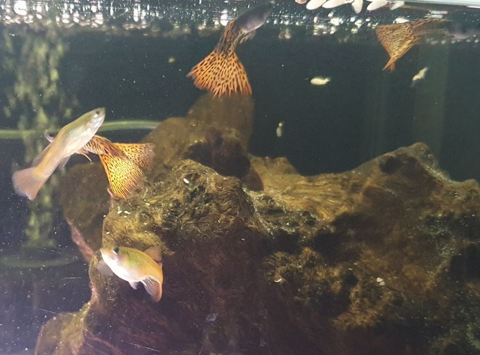 Gupiki Filigran Moskiewski Gupik Rasowy WYSYŁKA