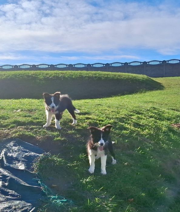 Border collie - czarno- biała  z metryką ZKwP