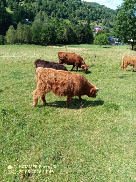 Jałówki bydło szkockie Highland cattle