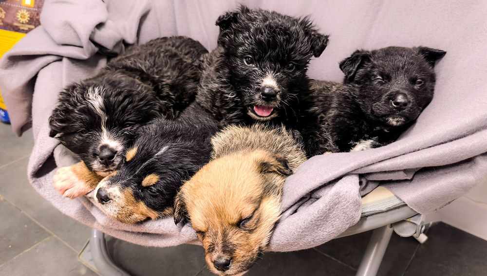 Szczeniaki szukają domu zostały znalezione w lesie