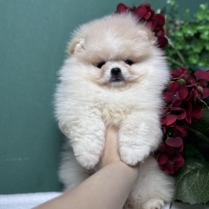 ляльковий Ведмедик шоу классу