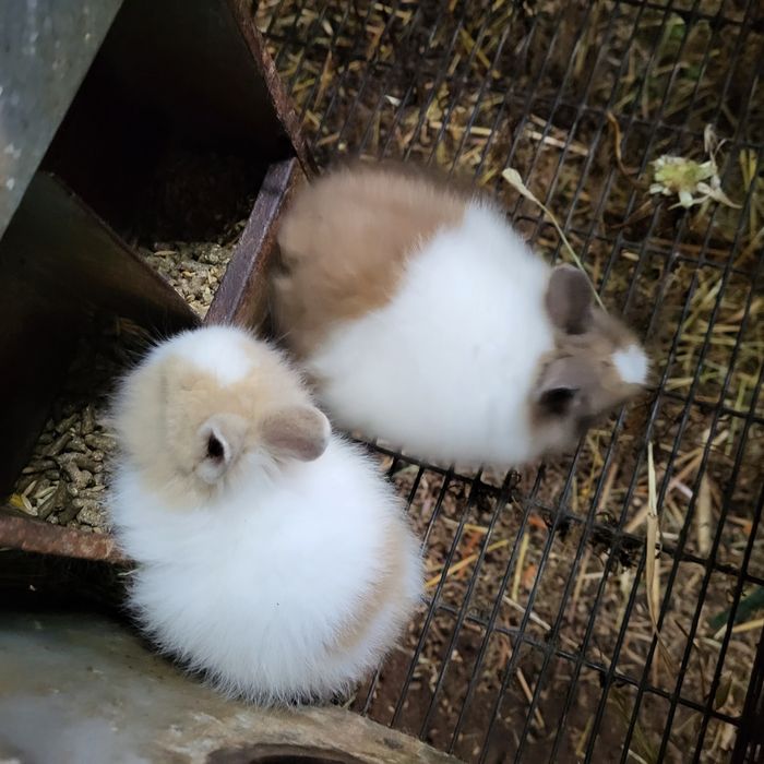 PROMOÇÃO ou rotura de stok