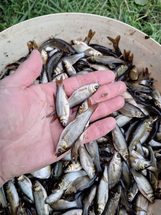 Продам малька Амура, карпа, лина, та іншіх риб