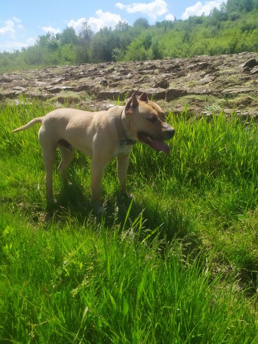 Вязка амстафа вік 2 звати Тайсон