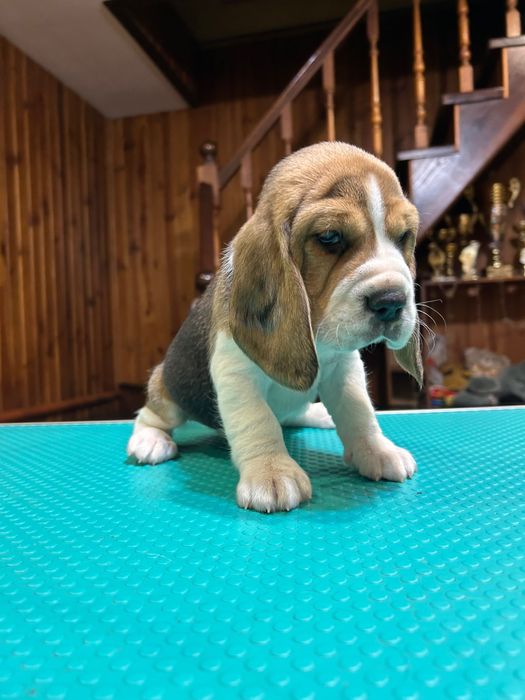 Щенята бігля. Яскравий класичний триколор