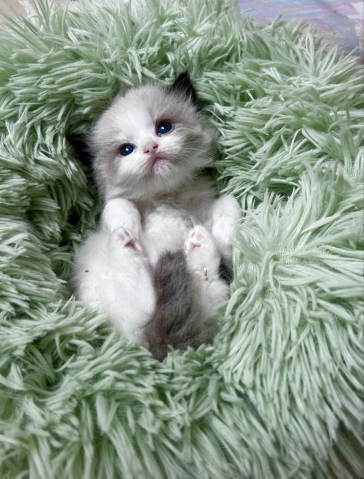 Ragdoll kociak, kocurek, kotek