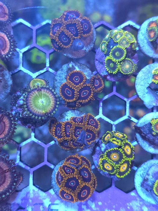 frags para aquario de agua salgada