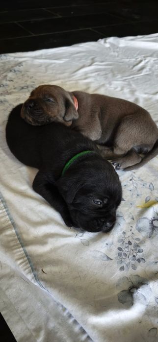 Cachorro cane corso Italiano