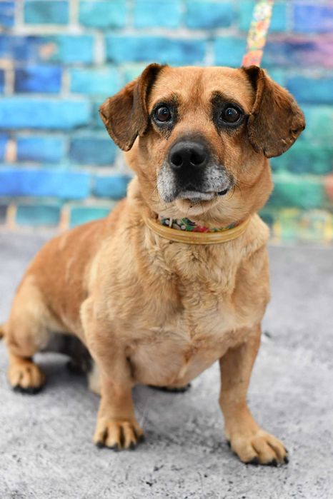 Mały Bobik tęskni za kimś kto go pokocha!