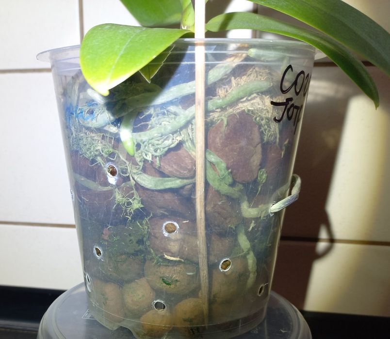 Орхидея Сого Готрис.