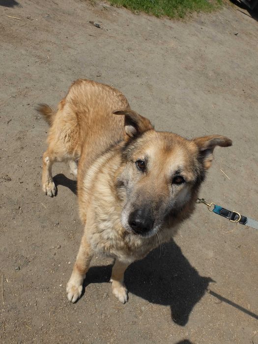 Szukasz przyjaciela na 4 lapach? Dostojny Major oczekuje na propozycje adopcji :)