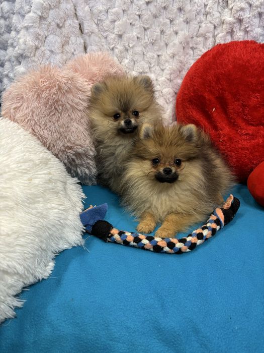 Szpic miniaturowy pomeranian