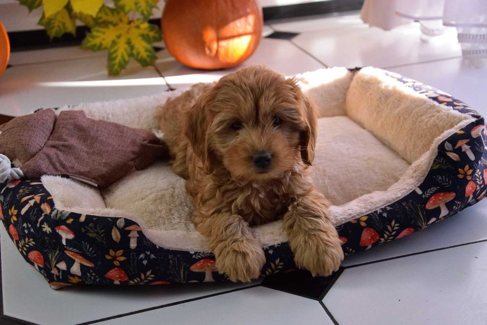 Cockapoo sunia F1 Cocker spaniel & pudel miniatura