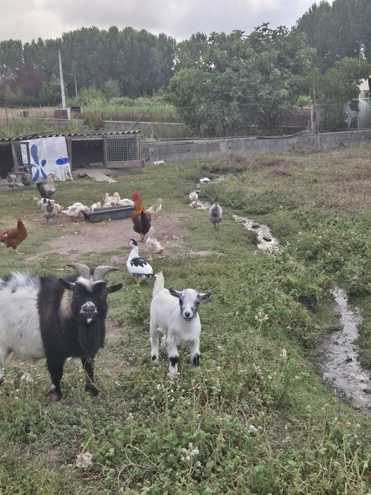 Vendo cabra anã macho