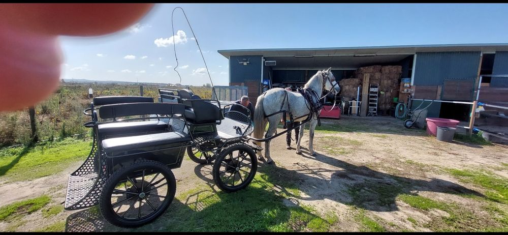 Vendo cavalo e charrete