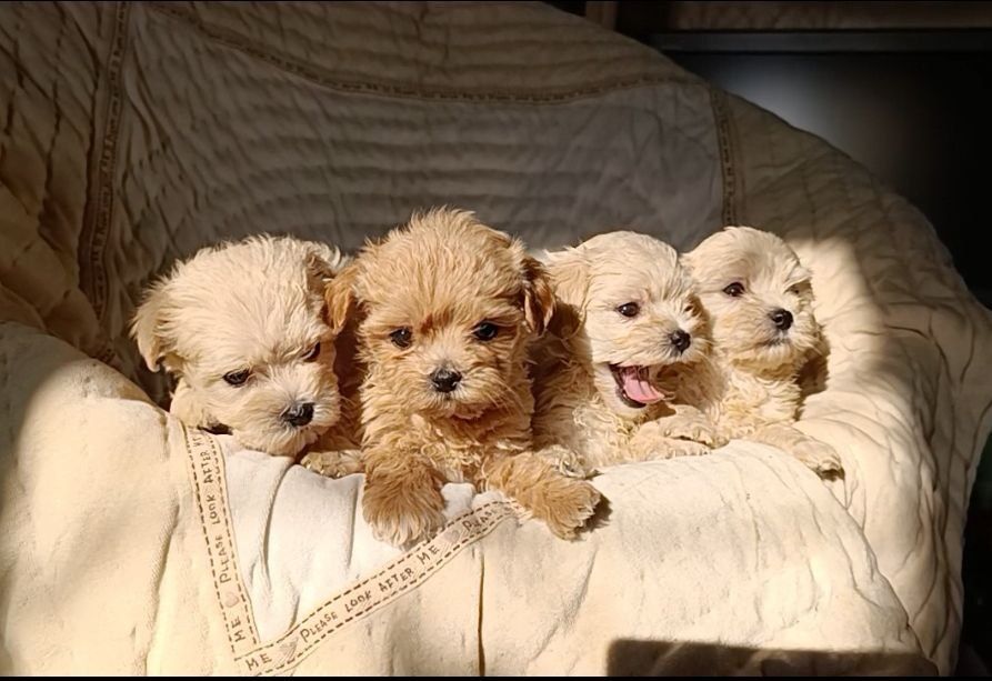 Мальтипу мини девочки и мальчики F1