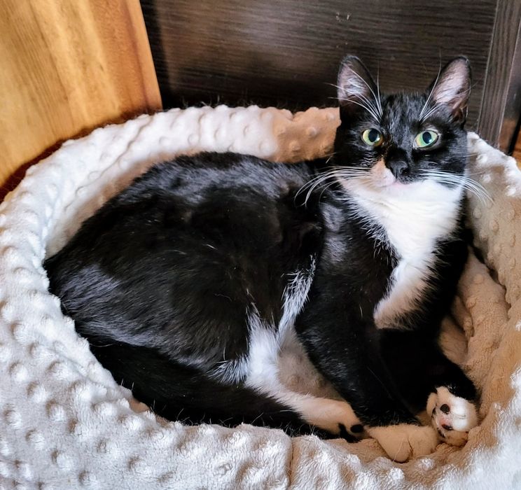 Młodziutka Kotka Marynia