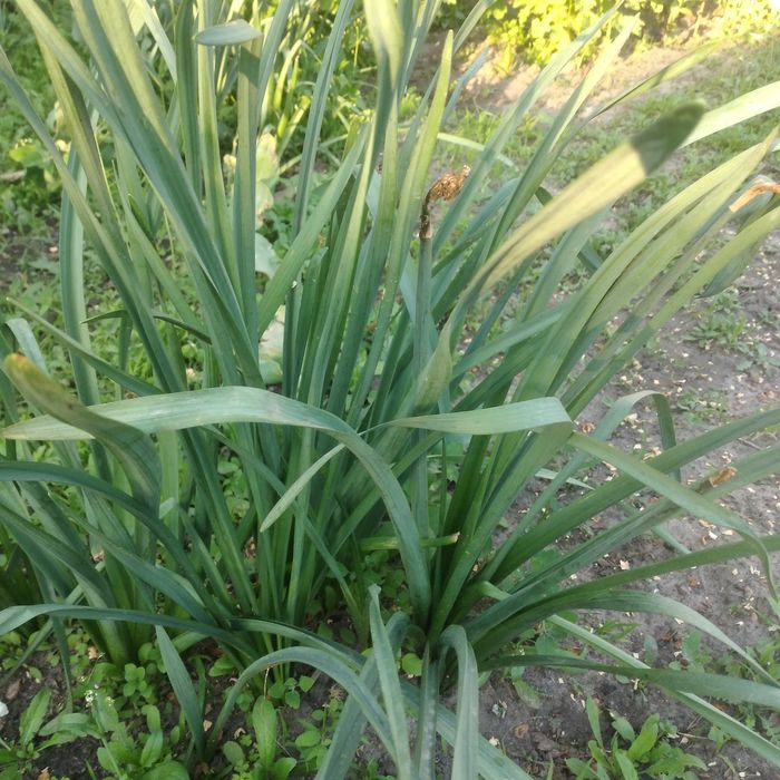 Нарциси 20 грн  шт