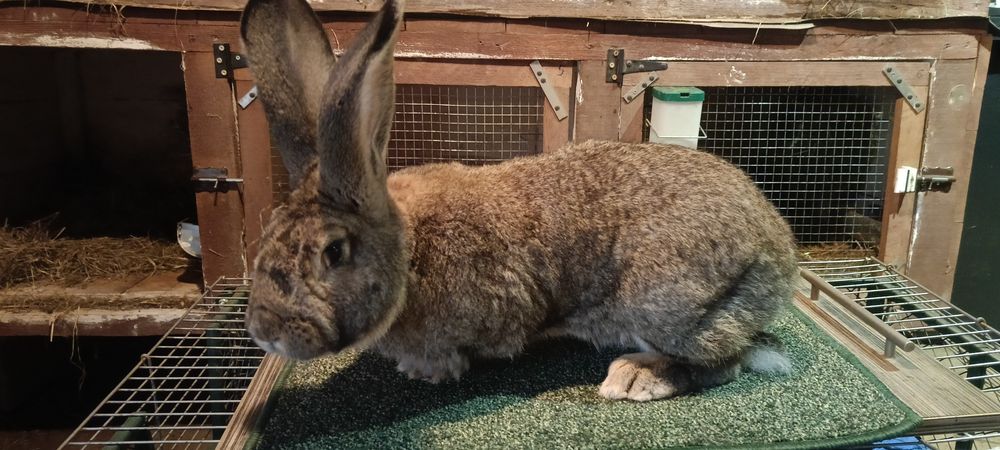 Króliki Olbrzym szary