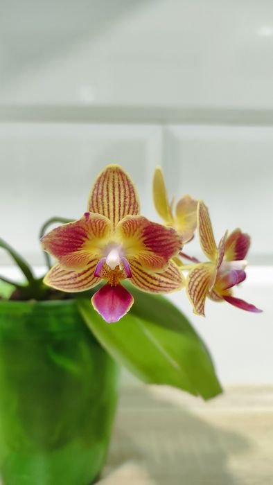 Орхідея фаленопсис Phal. Gold Staff