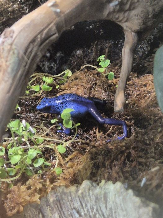 Terrarium Paludarium