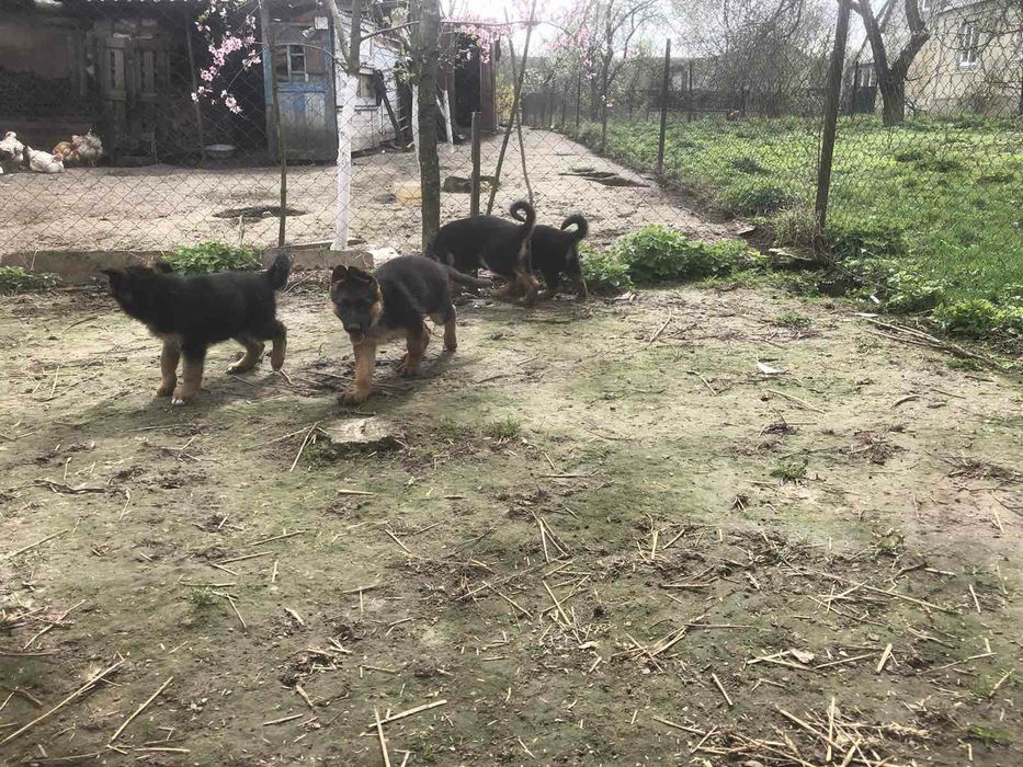 Цуценята німецької вівчарки