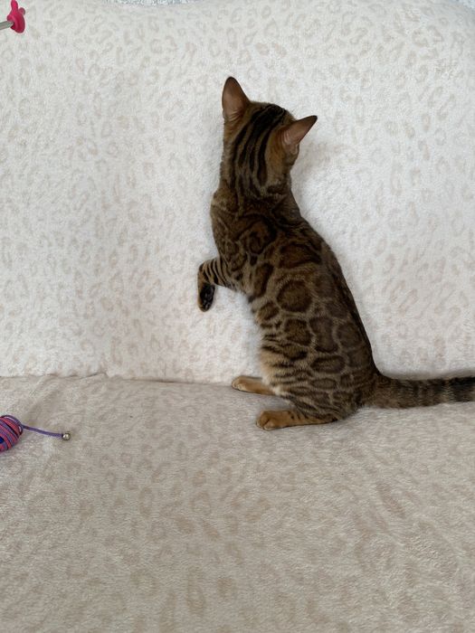Бенгалькая кошка 7 мес