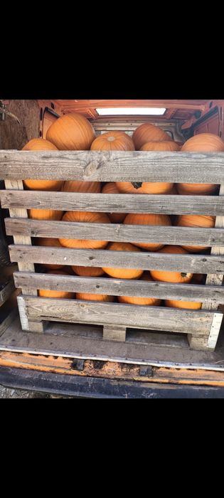Dynia premium halloween ozdobna 5-10kg