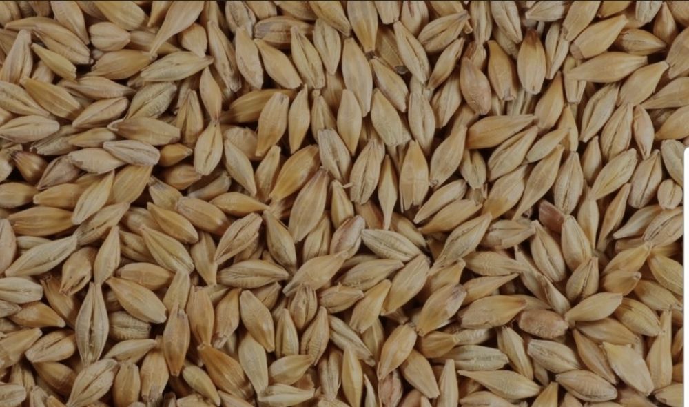 Jęczmien  żyto ,owies,pszenżyto  zbiór 2025