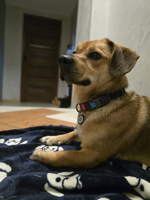 Fryś do pokochania !