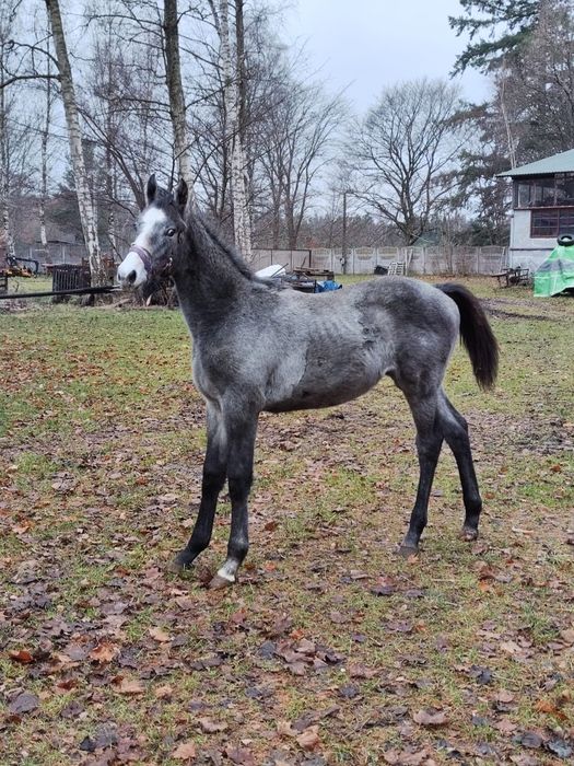 Sprzedam ogierki 7 msc