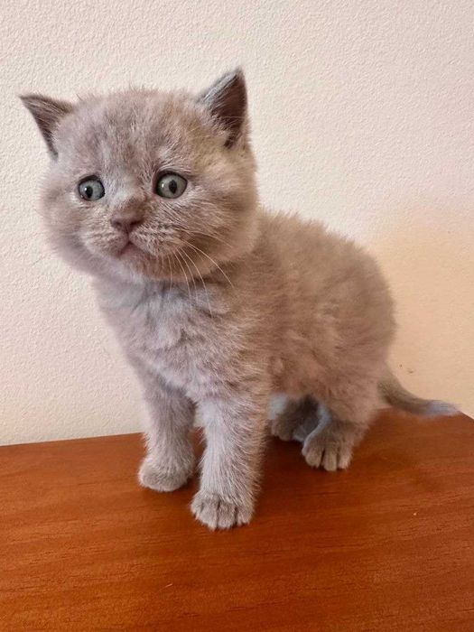 Gatinho disponível.