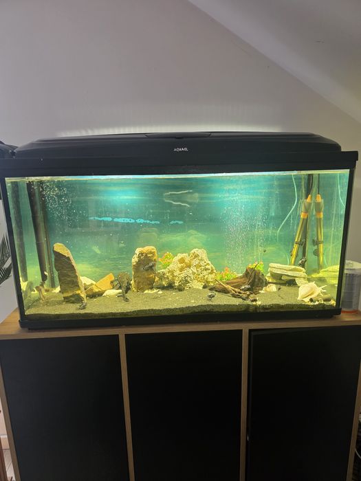 Pilnie Sprzedam akwarium 200l  rybki komplet zestaw terrarium