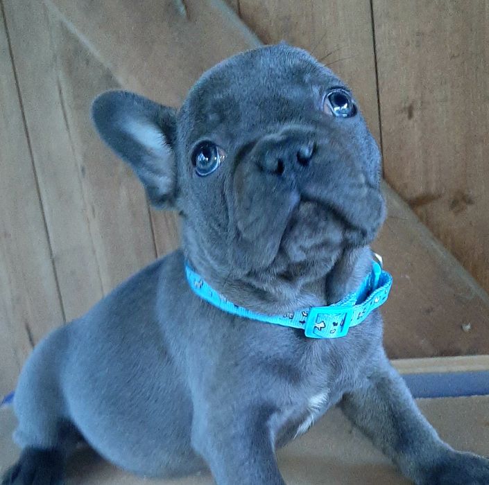 Buldog francuski sunia i piesek