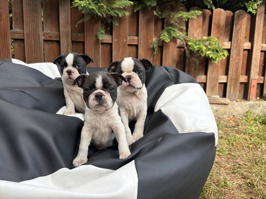 Boston Terrier ZkwP