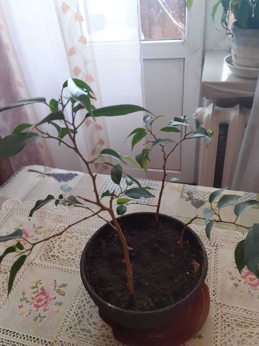 Фікус Бенджаміна