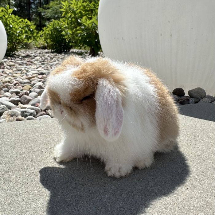 Królik Mini Lop TOP