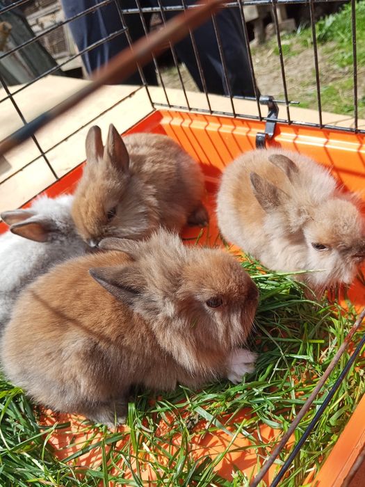 Miniaturka króliczki
