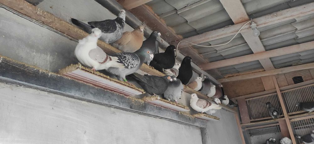 Gołębie Staropolskie