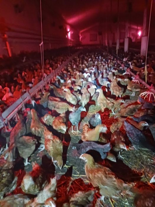 młode kurki kolorowe